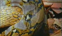 蟒蛇吃狮子并活吞视频,吞噬狮子，展现生存奇迹