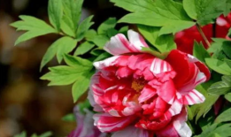 中国的国花是什么,牡丹与梅花的风华竞艳